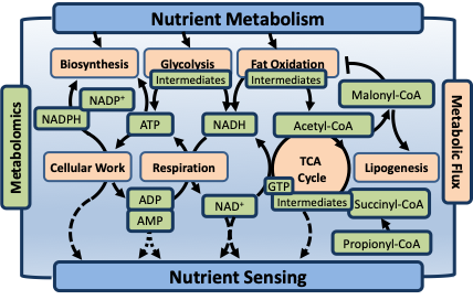 Pathways and intermediates of nutrient metabolism characterized by the Quantitative Metabolism Core. a colored graphic showing pathways of nutrient metabolism